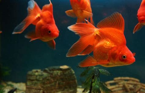 風水魚推薦|養魚能招財，10條最實用的養魚風水（你一定要知道）。